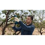 Акумулаторна ножица за клони BOSCH, Pro Pruner, без батерия, 06019K1020 + бонус ръкавици F016800292 - Image 3